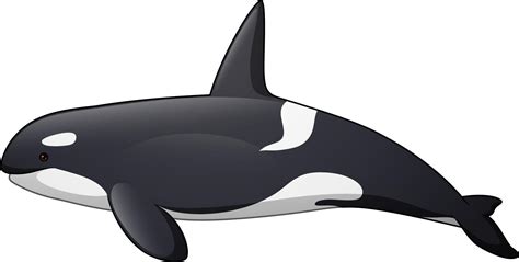 orca dibujo